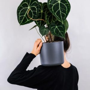 Plants Store Gallery Img 1 300x300